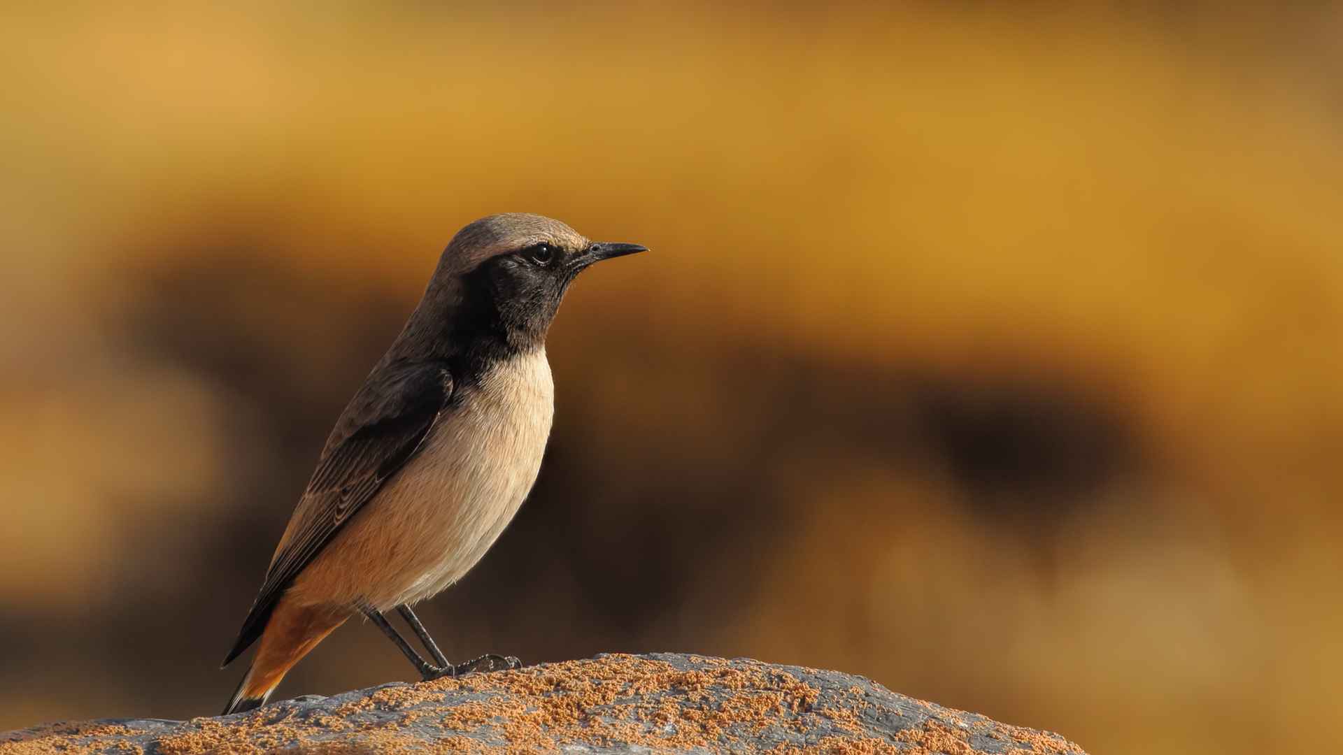 Kızılca kuyrukkakan